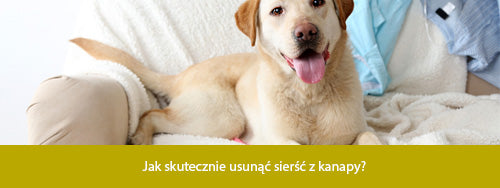 Jak usunąć sierść z kanapy