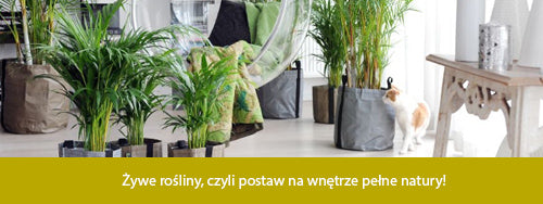 żywe rośliny wnętrze pełne natury