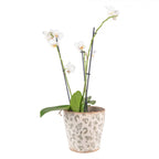 Doniczka ceramiczna zielono beżowa 17 x 15 cm retro Clayre Eef