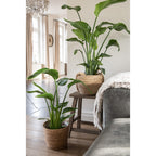 Zestaw 3 koszy z trawy morskiej Clayre Eef