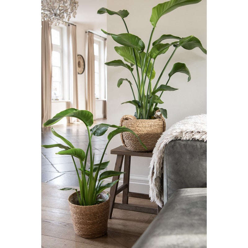 Zestaw 3 koszy z trawy morskiej Clayre Eef