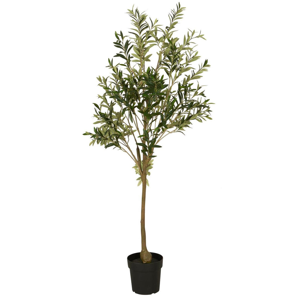 Drzewo oliwne w doniczce Ib Laursen