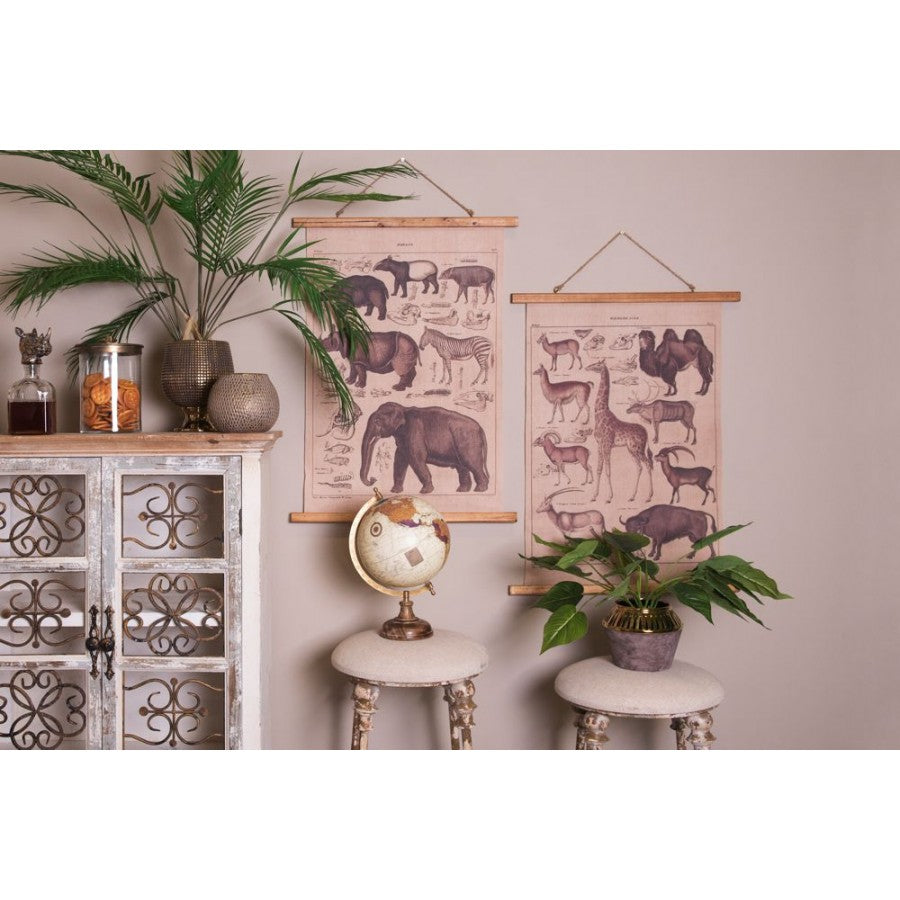 Hoker prowansalski Belldeco